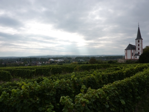 Vineyards at Hochheim am Main